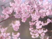 鹰潭市余江区抗正玉电子商务商行