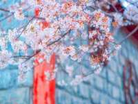 鹰潭市余江区抗正玉电子商务商行