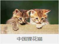 鹰潭市余江区抗正玉电子商务商行