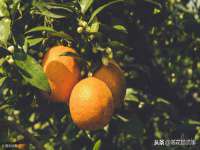 鹰潭市余江区抗正玉电子商务商行